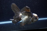 Thai Oranda  Panda 5.5 Inch (ID#218To6a-118)