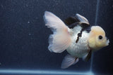 Thai Oranda  Panda 5 Inch (ID#1015To6c-109)