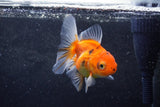 Baby Thai Oranda  Sakura 3.5 Inch (ID#1213ToPTA-26) Free2Day SHIPPING