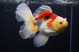 Thai Oranda  Red White 6 Inch (ID#228To7b-112)