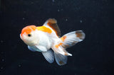 Baby Thai Oranda  Tricolor 3 Inch (ID#404TPTA-90) Free2Day SHIPPING