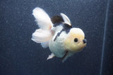 Thai Oranda  Panda 5 Inch (ID#1015To6c-109)