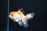 Baby Thai Oranda  Tricolor 3 Inch (ID#404TPTA-90) Free2Day SHIPPING