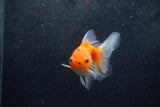 Baby Thai Oranda  Sakura 3.5 Inch (ID#1213ToPTA-26) Free2Day SHIPPING