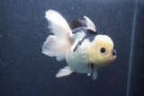 Thai Oranda  Panda 5 Inch (ID#1015To6c-109)