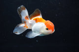 Baby Thai Oranda  Tricolor 3 Inch (ID#404TPTA-90) Free2Day SHIPPING