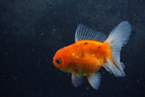 Baby Thai Oranda  Sakura 3.5 Inch (ID#1213ToPTA-26) Free2Day SHIPPING