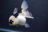 Thai Oranda  Panda 5 Inch (ID#1015To6c-109)