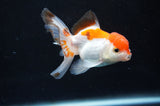 Baby Thai Oranda  Tricolor 3 Inch (ID#404TPTA-90) Free2Day SHIPPING