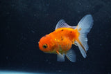 Baby Thai Oranda  Sakura 3.5 Inch (ID#1213ToPTA-26) Free2Day SHIPPING