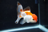 Baby Thai Oranda  Tricolor 3 Inch (ID#404TPTA-90) Free2Day SHIPPING