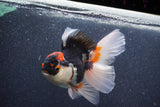 Thai Oranda  Tricolor 5 Inch (ID#1015To6c-110)