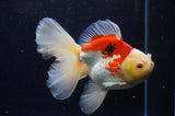 Thai Oranda  Red White 6 Inch (ID#228To7b-112)