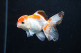 Baby Thai Oranda  Tricolor 3 Inch (ID#404TPTA-90) Free2Day SHIPPING