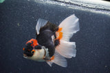 Thai Oranda  Tricolor 5 Inch (ID#1015To6c-110)