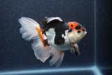 Thai Oranda  Tricolor 5 Inch (ID#1015To6c-110)