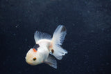 Baby Thai Oranda  Panda 3.5 Inch (ID#1213ToPTA-27) Free2Day SHIPPING