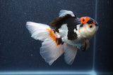 Thai Oranda  Tricolor 5 Inch (ID#1015To6c-110)