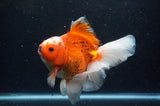 Thai Oranda  Red White 6.5 Inch (ID#228To7b-113)