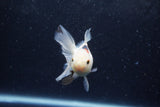 Baby Thai Oranda  Panda 3.5 Inch (ID#1213ToPTA-27) Free2Day SHIPPING