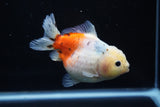 Yuan Bao Oranda  Calico 4 Inch (ID#1203To10b-73) Free2Day SHIPPING