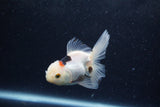 Baby Thai Oranda  Panda 3.5 Inch (ID#1213ToPTA-27) Free2Day SHIPPING