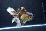 Thai Oranda  Bronze 6.5 Inch (ID#1004R12c-119) Free2Day SHIPPING