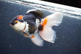 Thai Oranda  Tricolor 5 Inch (ID#1015To6c-110)