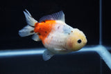 Yuan Bao Oranda  Calico 4 Inch (ID#1203To10b-73) Free2Day SHIPPING