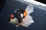 Thai Oranda  Tricolor 5 Inch (ID#1015To6c-110)