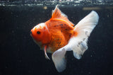 Thai Oranda  Red White 6.5 Inch (ID#228To7b-113)