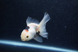 Baby Thai Oranda  Panda 3.5 Inch (ID#1213ToPTA-27) Free2Day SHIPPING