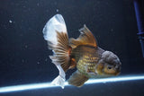 Thai Oranda  Bronze 6.5 Inch (ID#1004R12c-119) Free2Day SHIPPING