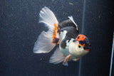 Thai Oranda  Tricolor 5 Inch (ID#1015To6c-110)