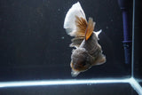 Thai Oranda  Bronze 6.5 Inch (ID#1004R12c-119) Free2Day SHIPPING