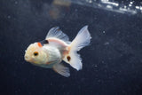 Baby Thai Oranda  Panda 3.5 Inch (ID#1213ToPTA-27) Free2Day SHIPPING