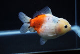 Yuan Bao Oranda  Calico 4 Inch (ID#1203To10b-73) Free2Day SHIPPING