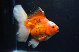 Thai Oranda  Red White 6.5 Inch (ID#228To7b-113)