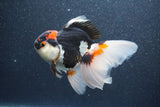 Thai Oranda  Tricolor 5 Inch (ID#1015To6c-110)