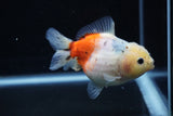 Yuan Bao Oranda  Calico 4 Inch (ID#1203To10b-73) Free2Day SHIPPING