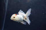 Baby Thai Oranda  Panda 3.5 Inch (ID#1213ToPTA-27) Free2Day SHIPPING