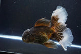 Thai Oranda  Bronze 6.5 Inch (ID#1004R12c-119) Free2Day SHIPPING