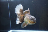 Thai Oranda  Bronze 6.5 Inch (ID#1004R12c-119) Free2Day SHIPPING