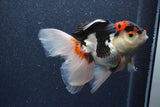 Thai Oranda  Tricolor 5 Inch (ID#1015To6c-110)