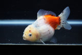 Yuan Bao Oranda  Calico 4 Inch (ID#1203To10b-73) Free2Day SHIPPING