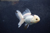 Baby Thai Oranda  Panda 3.5 Inch (ID#1213ToPTA-27) Free2Day SHIPPING