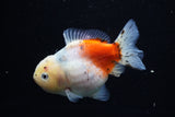 Yuan Bao Oranda  Calico 4 Inch (ID#1203To10b-73) Free2Day SHIPPING