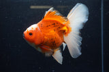 Thai Oranda  Red White 6.5 Inch (ID#228To7b-113)