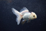 Baby Thai Oranda  Panda 3.5 Inch (ID#1213ToPTA-27) Free2Day SHIPPING