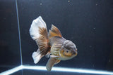 Thai Oranda  Bronze 6.5 Inch (ID#1004R12c-119) Free2Day SHIPPING